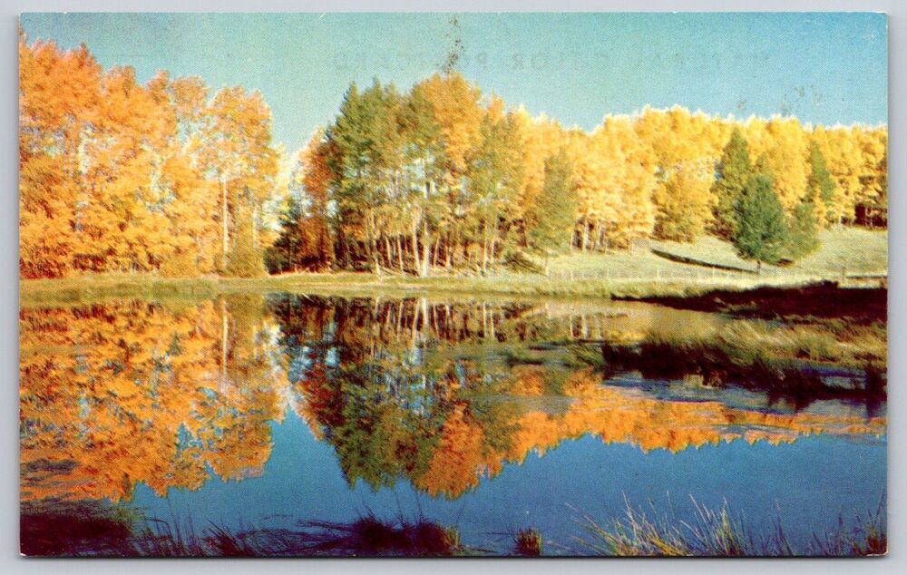 Postcard Autumn Reflections Fall Lake Aspen Trees Leaves Changing Color c1960s